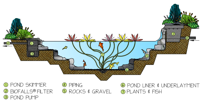 Ecosytem Pond How it Works